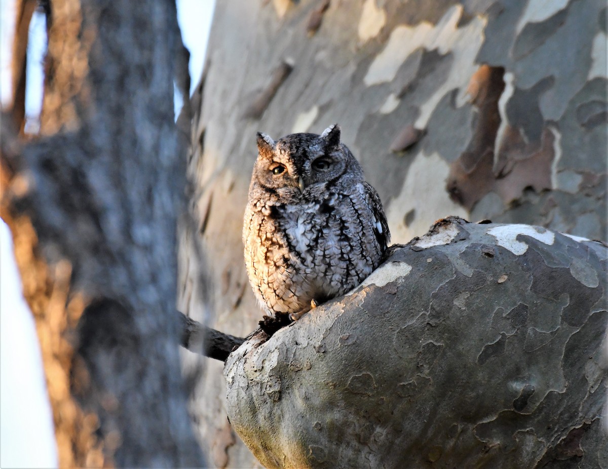 Eastern Screech-Owl (Northern) - Joe Girgente