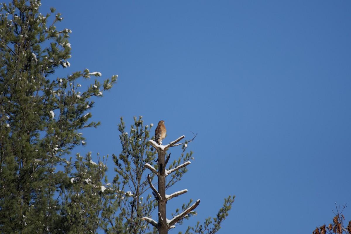 Red-shouldered Hawk - ML278153181