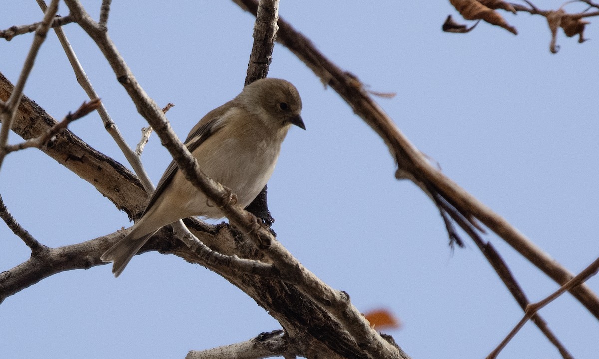 American Goldfinch - ML278153241