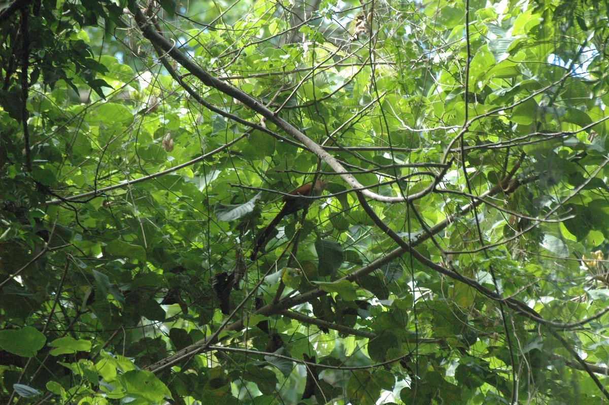 Squirrel Cuckoo - Juan Escudero