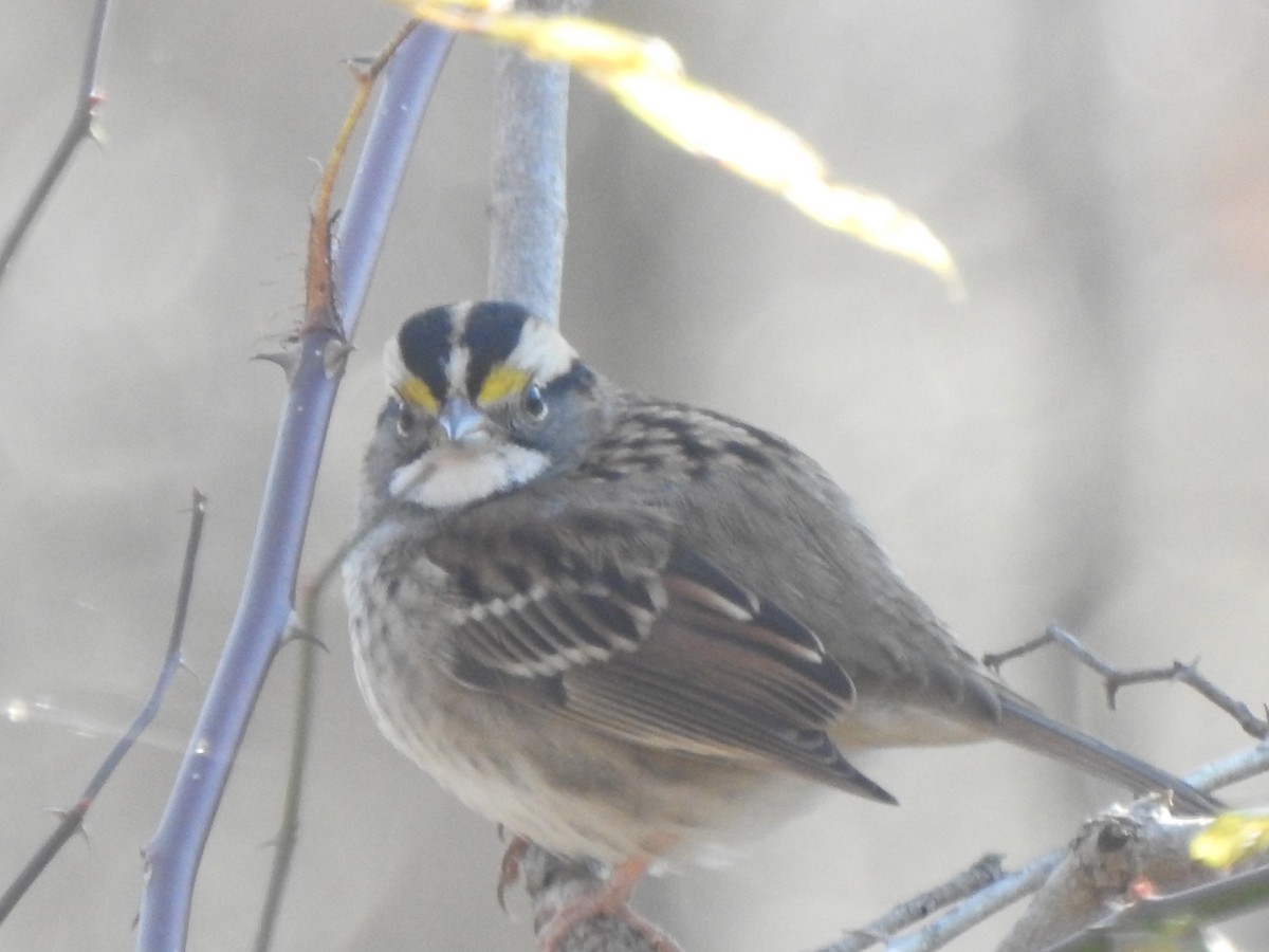 White-throated Sparrow - ML278155661