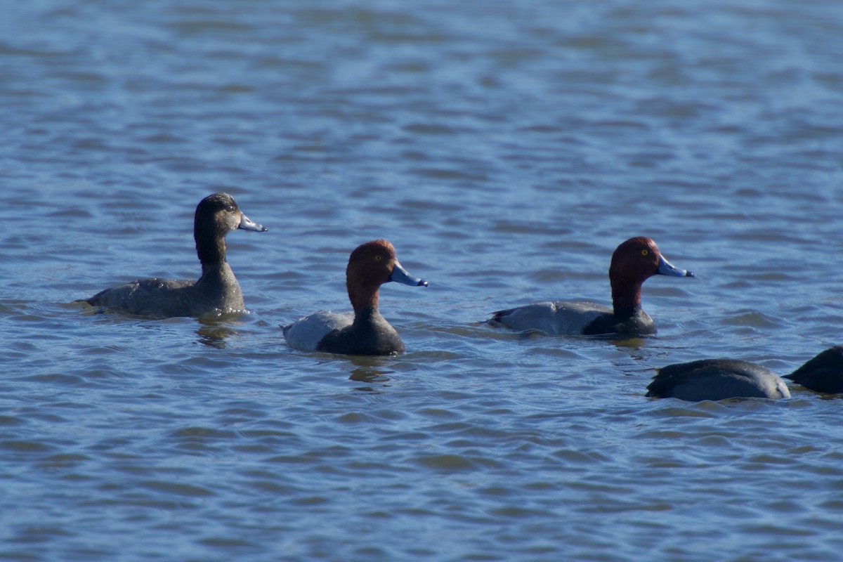 Redhead - ML278157331