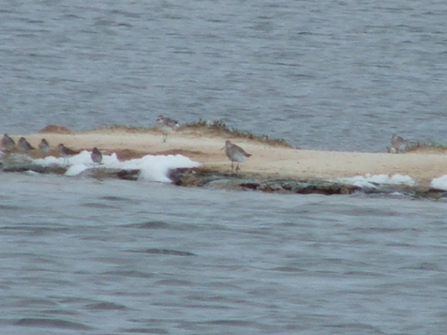 Bar-tailed Godwit - ML27815791