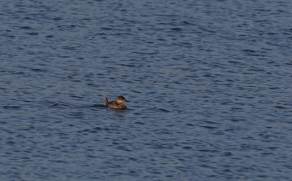 Érismature rousse - ML278159571