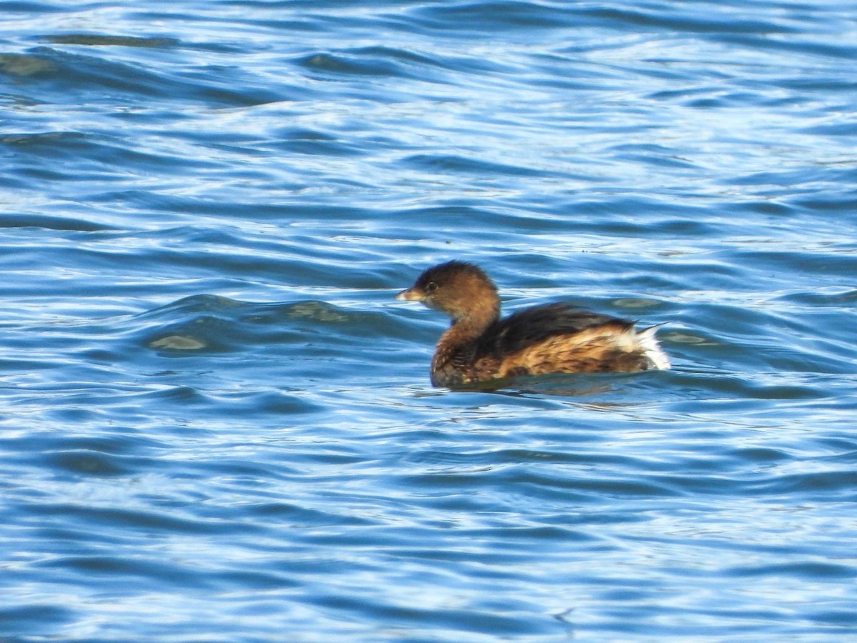 Pied-billed Grebe - ML278159951