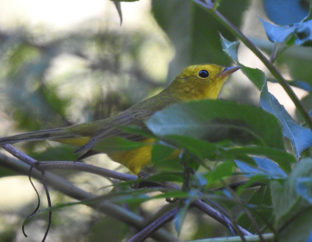 Wilson's Warbler - ML278161491