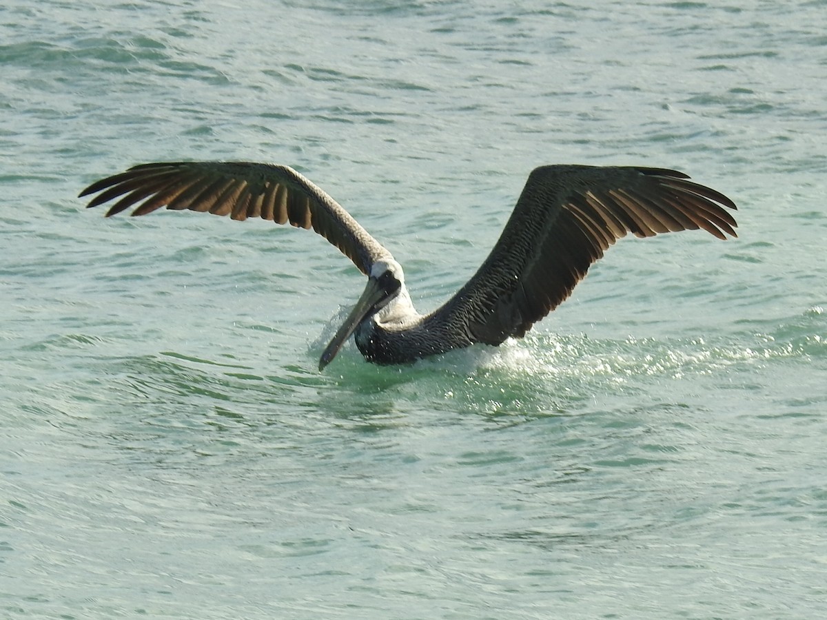 Brown Pelican - ML278161531