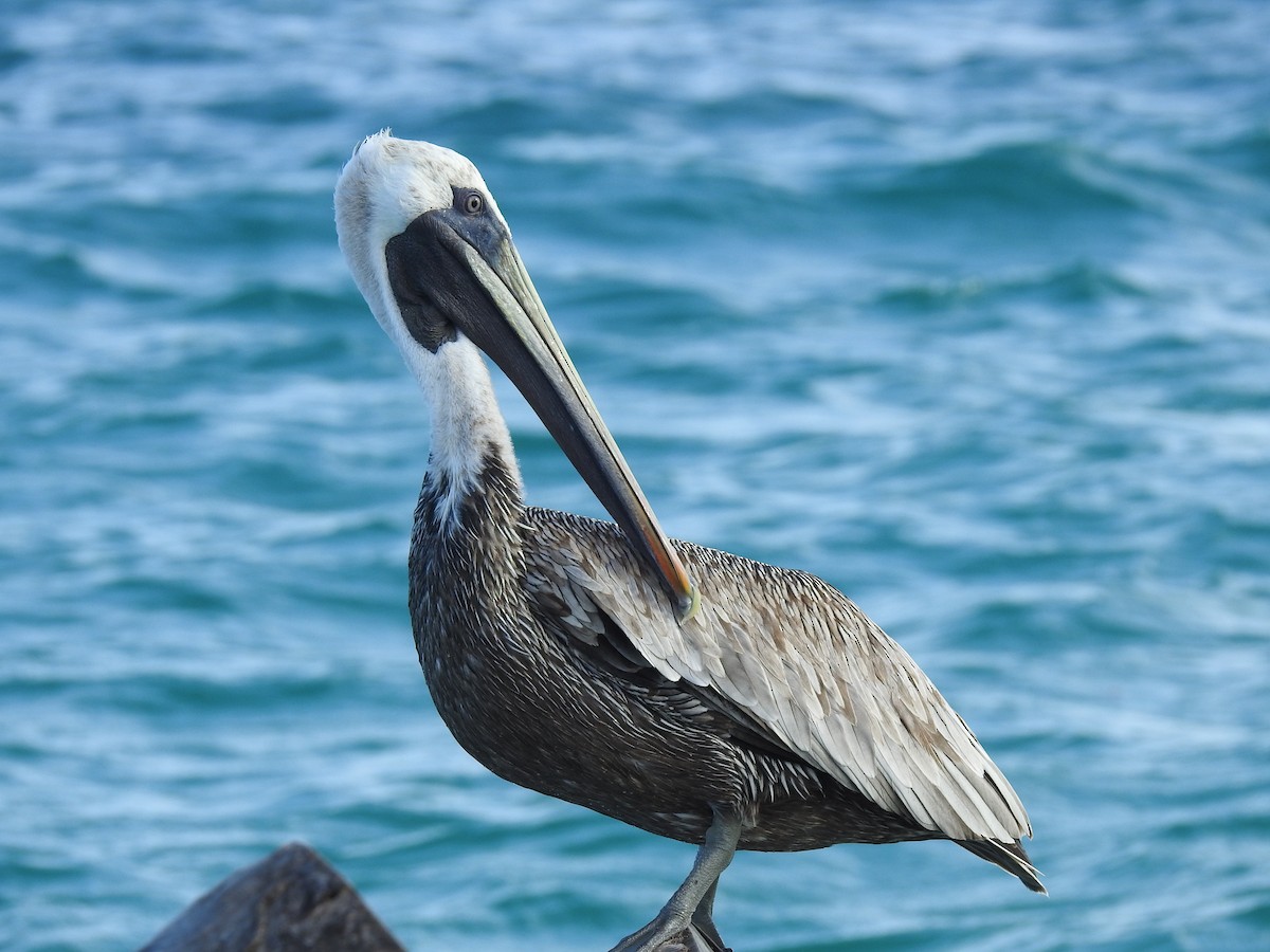 Brown Pelican - ML278161591