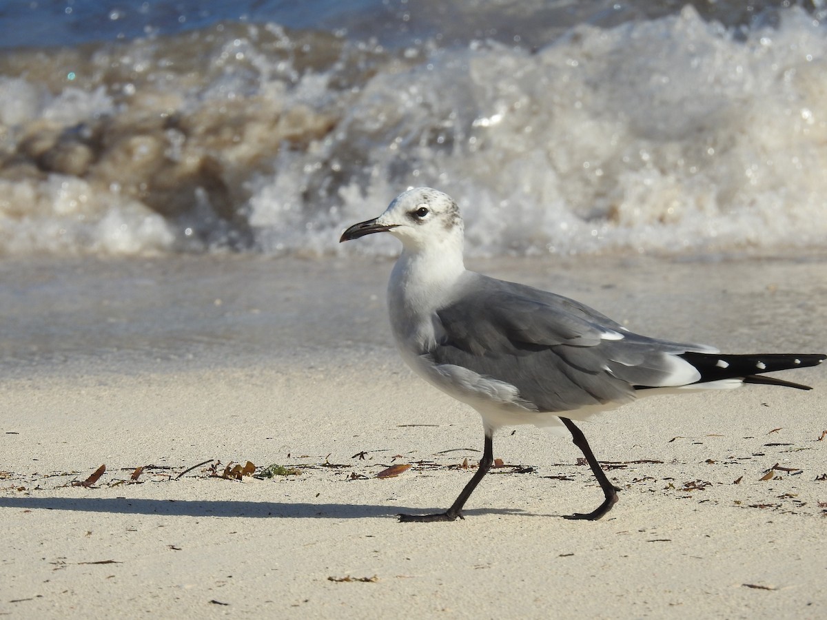 Laughing Gull - ML278161731