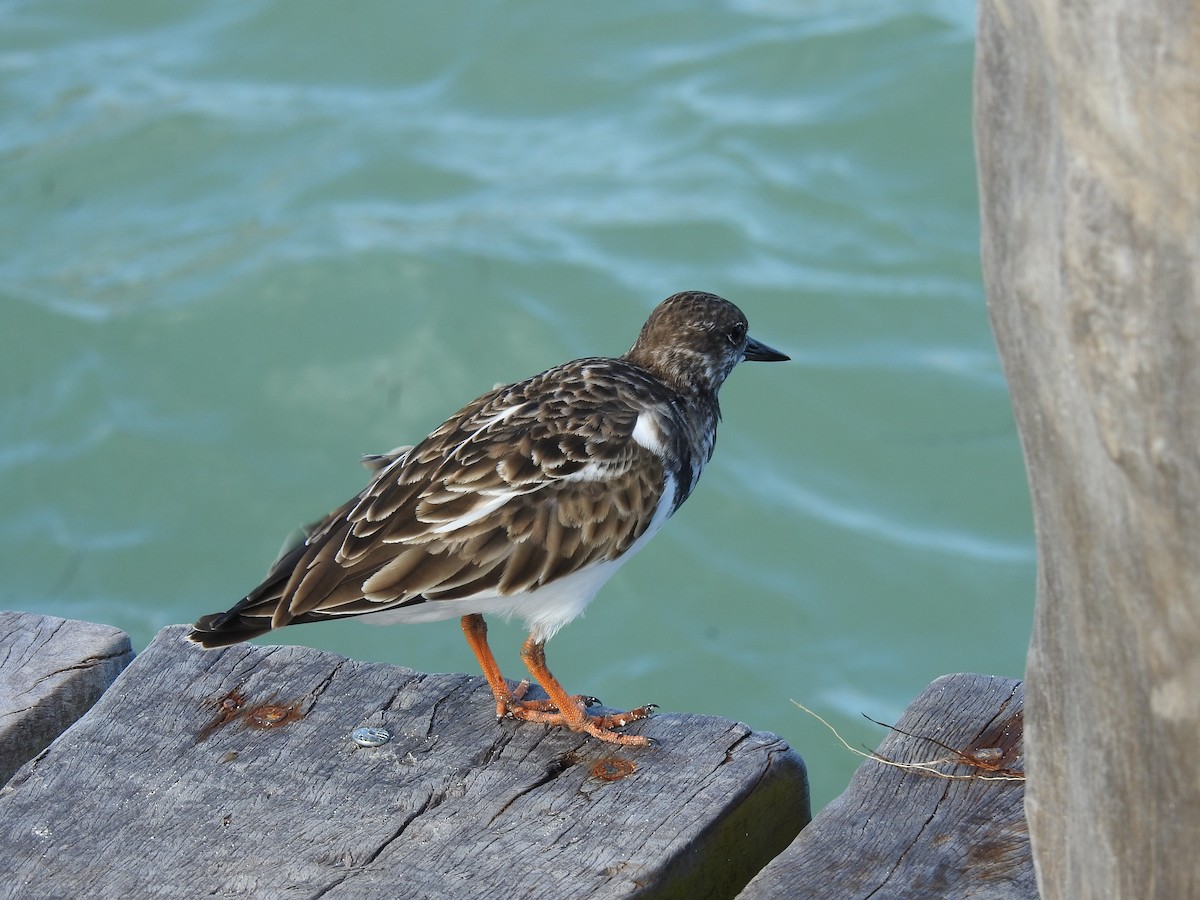 Алаг хайргач - ML278161841