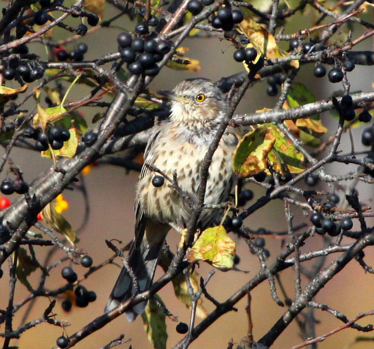 Sage Thrasher - ML278161871