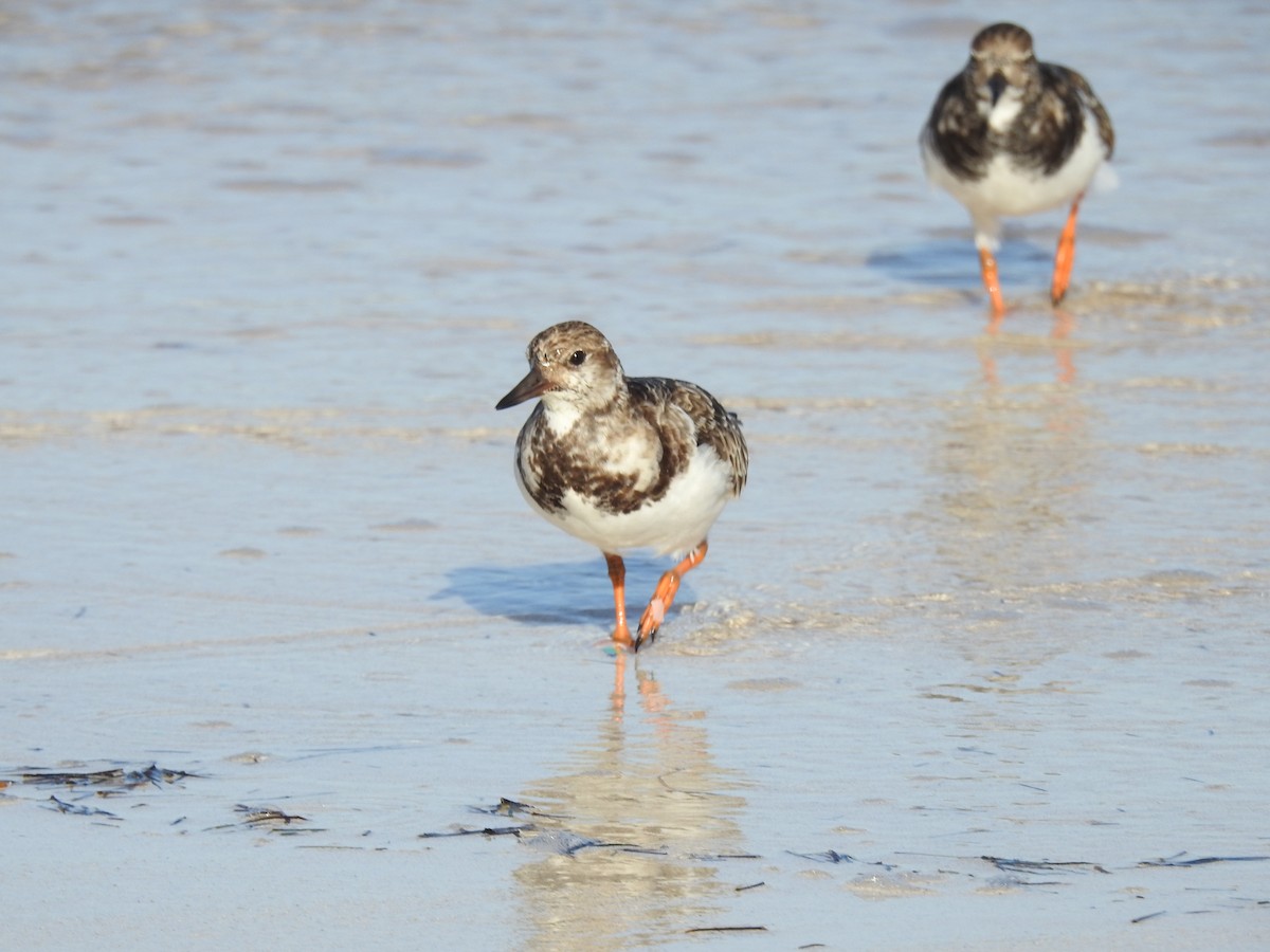 Алаг хайргач - ML278161901