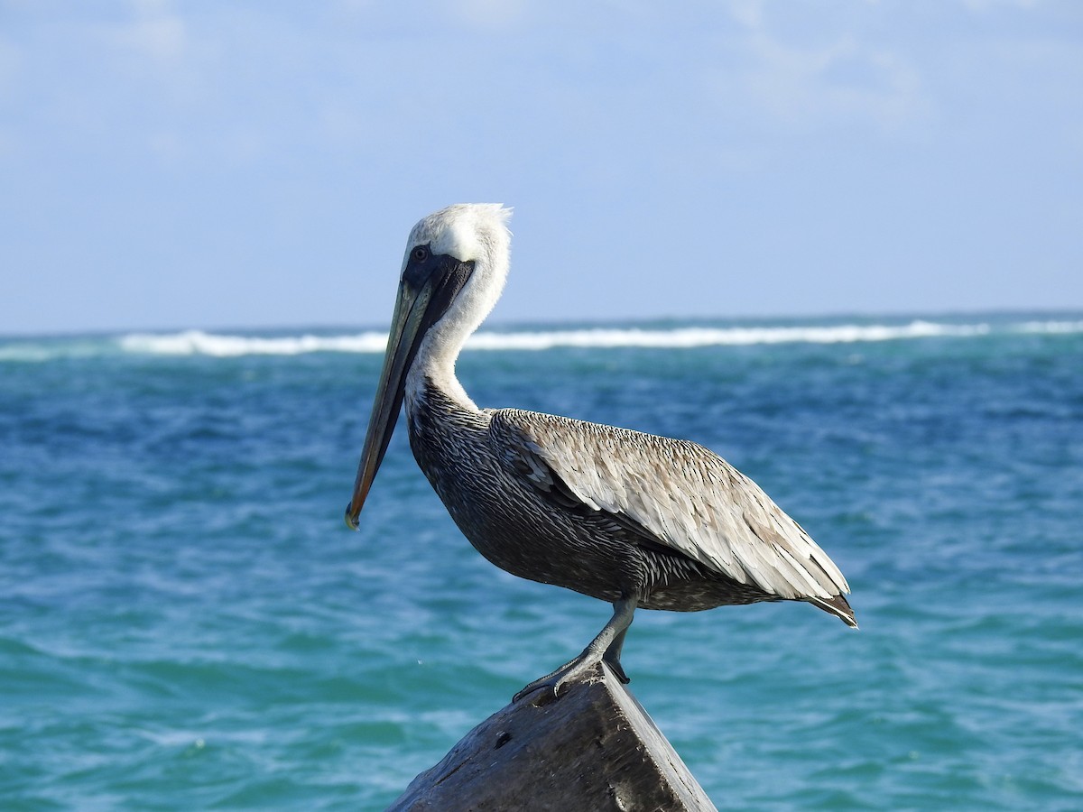 Brown Pelican - ML278162061