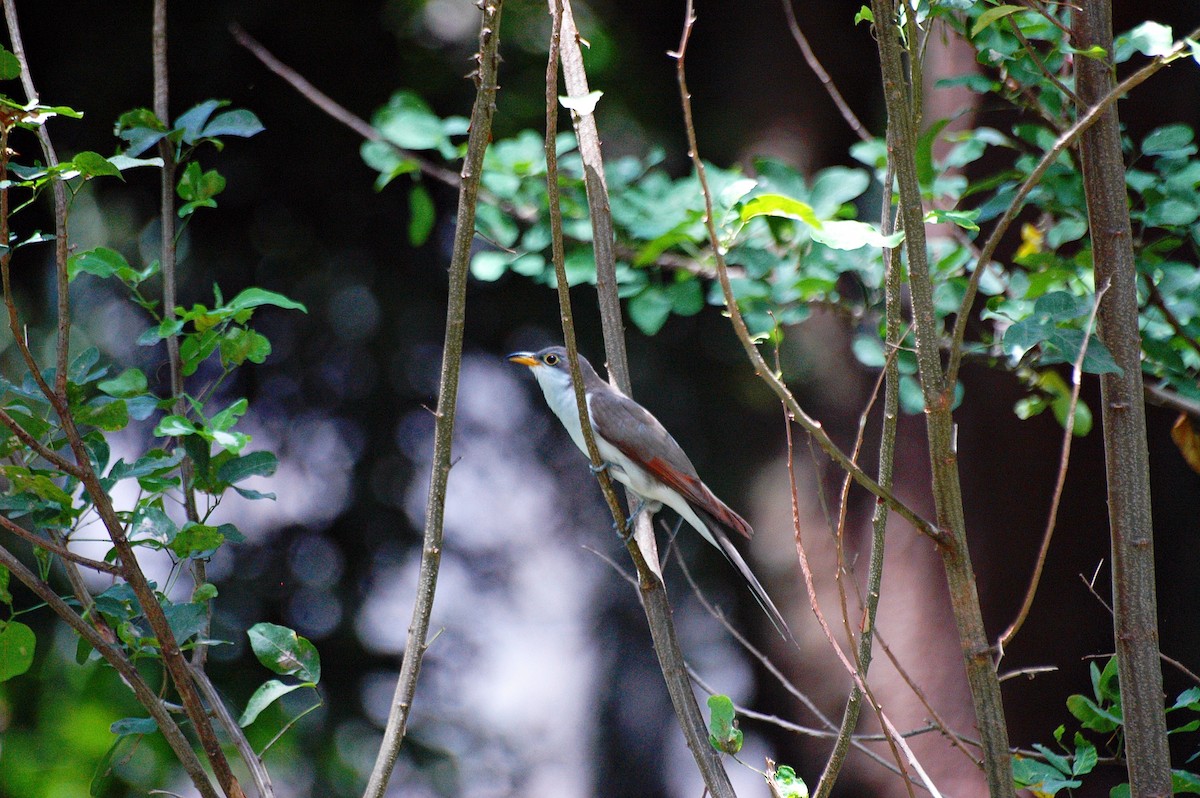 Yellow-billed Cuckoo - ML278162371