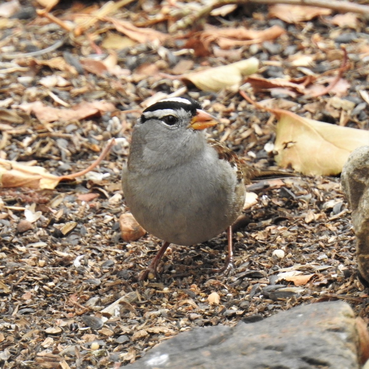 White-crowned Sparrow - ML278163491