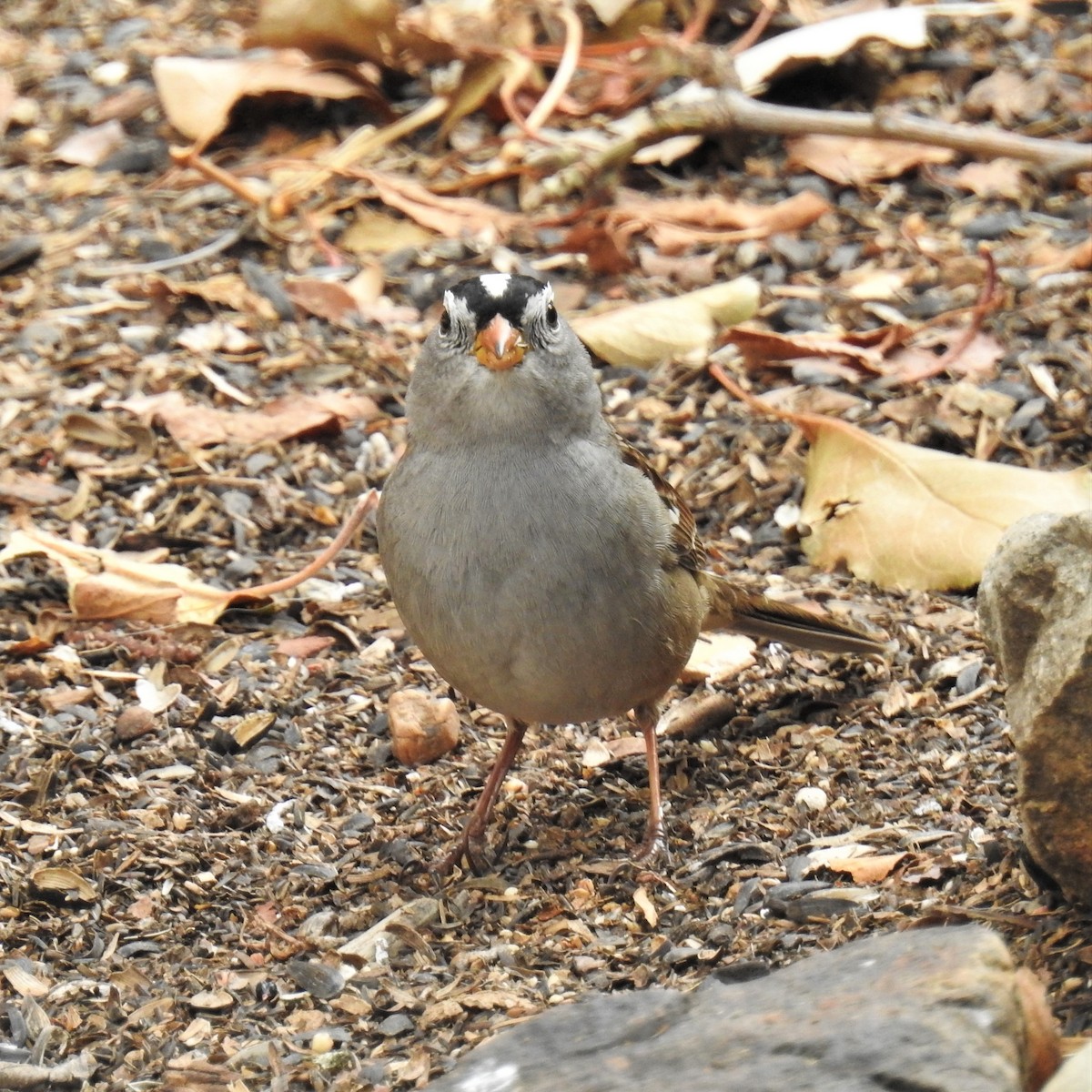 White-crowned Sparrow - ML278163521
