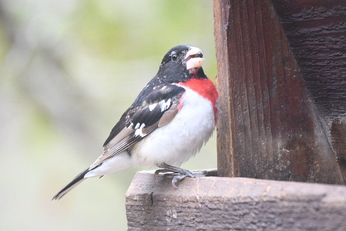 Rose-breasted Grosbeak - ML278163931