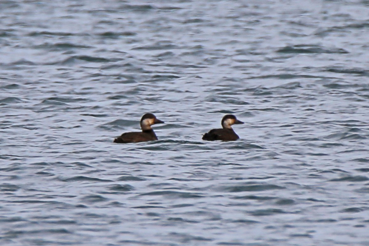 Black Scoter - ML278164961