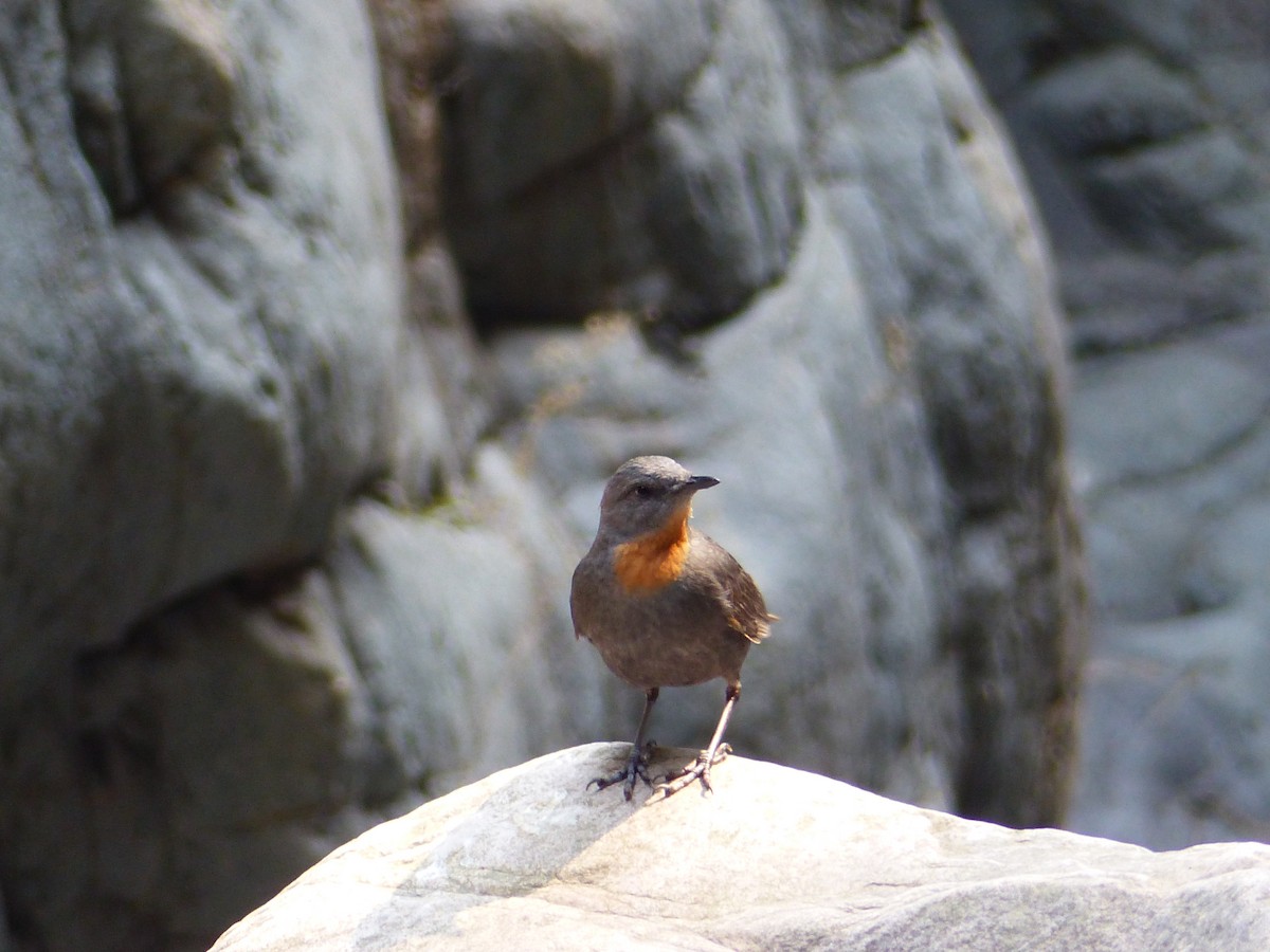 Rufous-throated Dipper - ML278166991