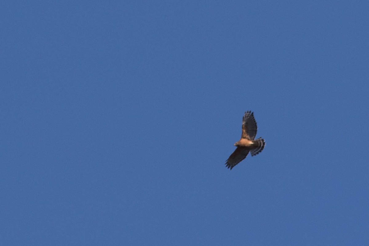 Red-shouldered Hawk - ML278167121