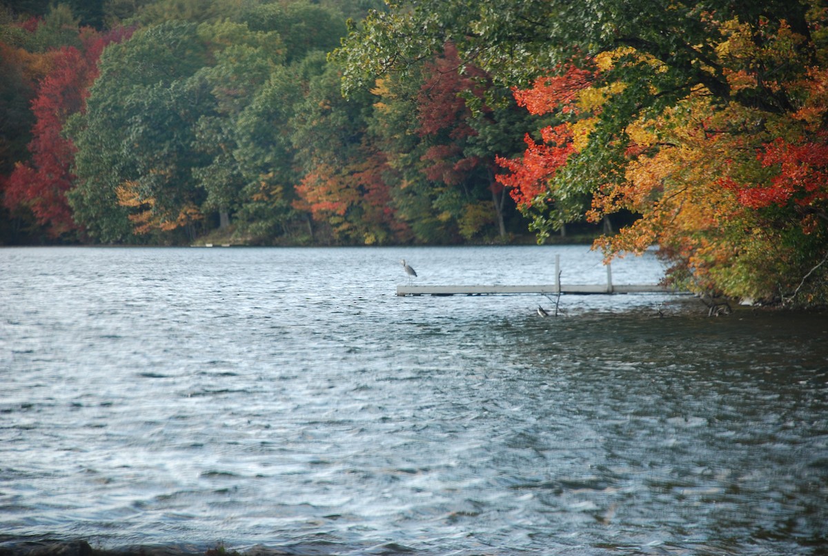 Great Blue Heron - Shannon Carter