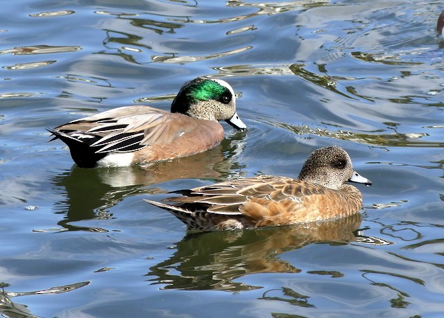 American Wigeon - ML278167911