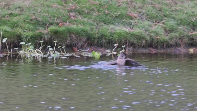 Épervier de Cooper - ML278168341