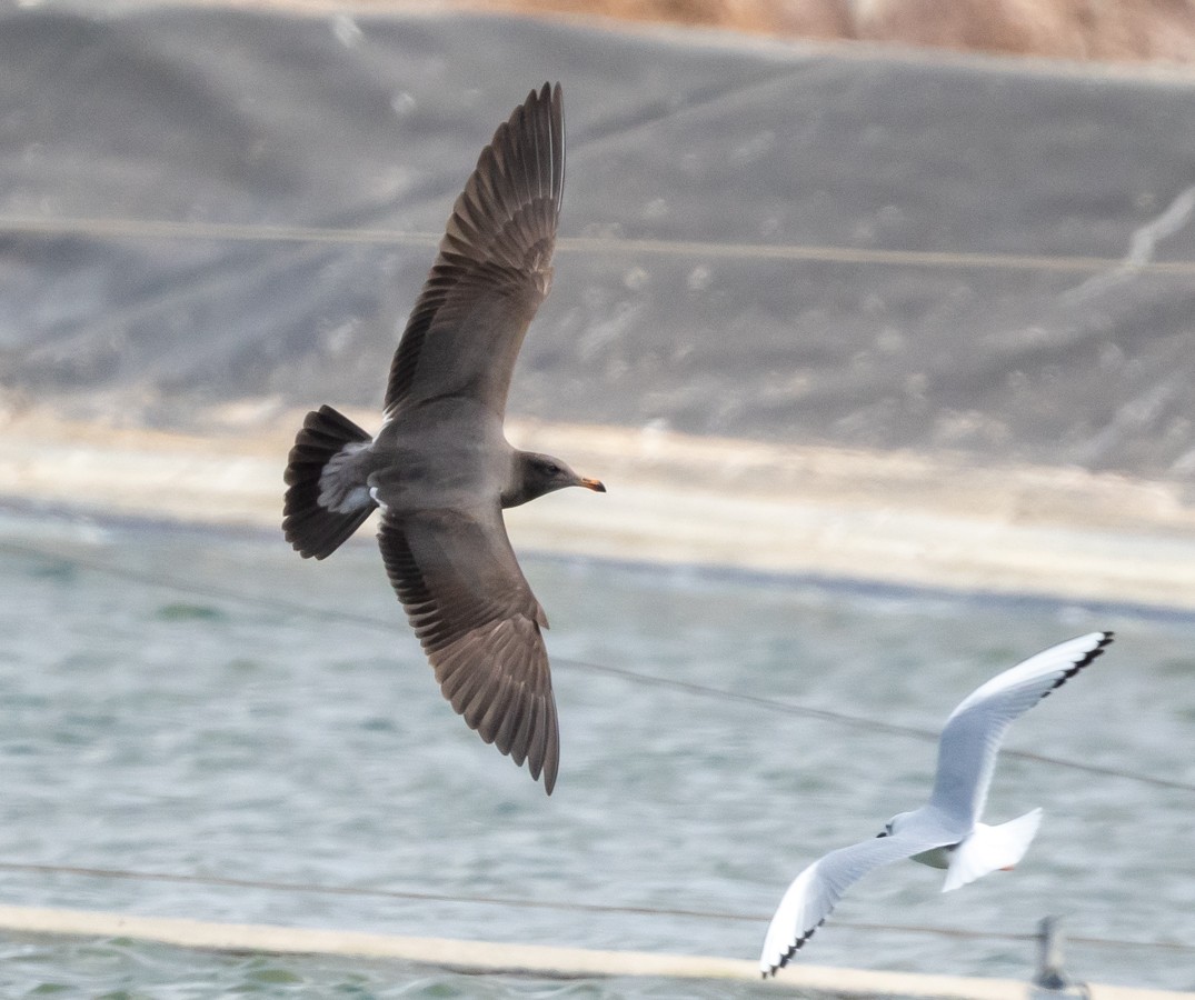 Heermann's Gull - ML278170191