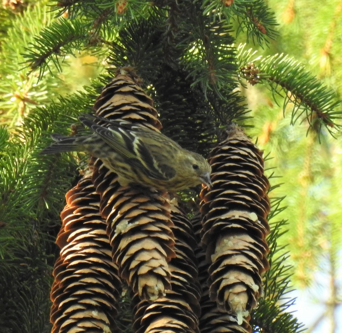 Pine Siskin - ML278171771