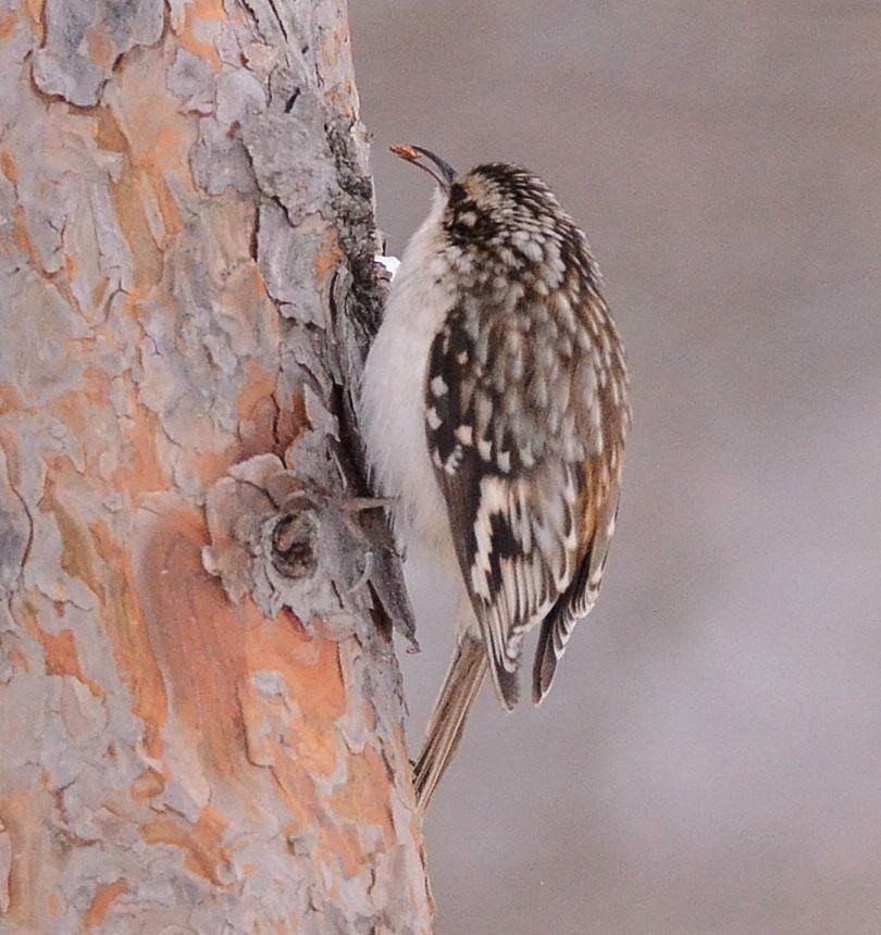 Brown Creeper - ML278172071