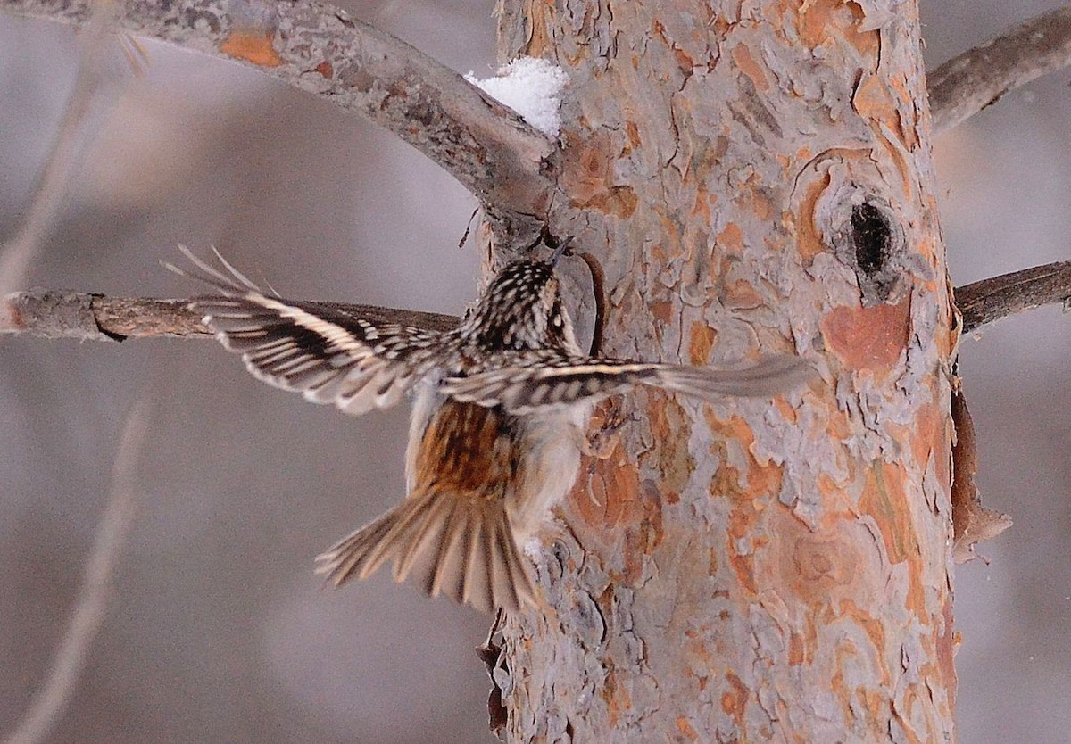 Brown Creeper - ML278172081