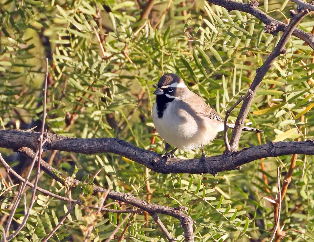 Black-throated Sparrow - ML278173141
