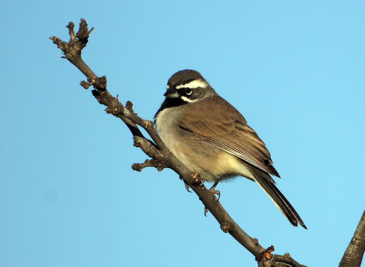 Black-throated Sparrow - ML278173281