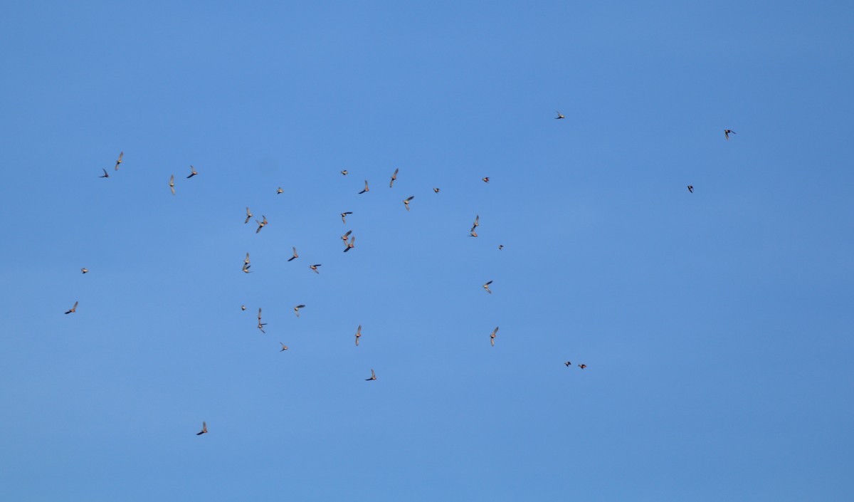 křivka obecná - ML278174681