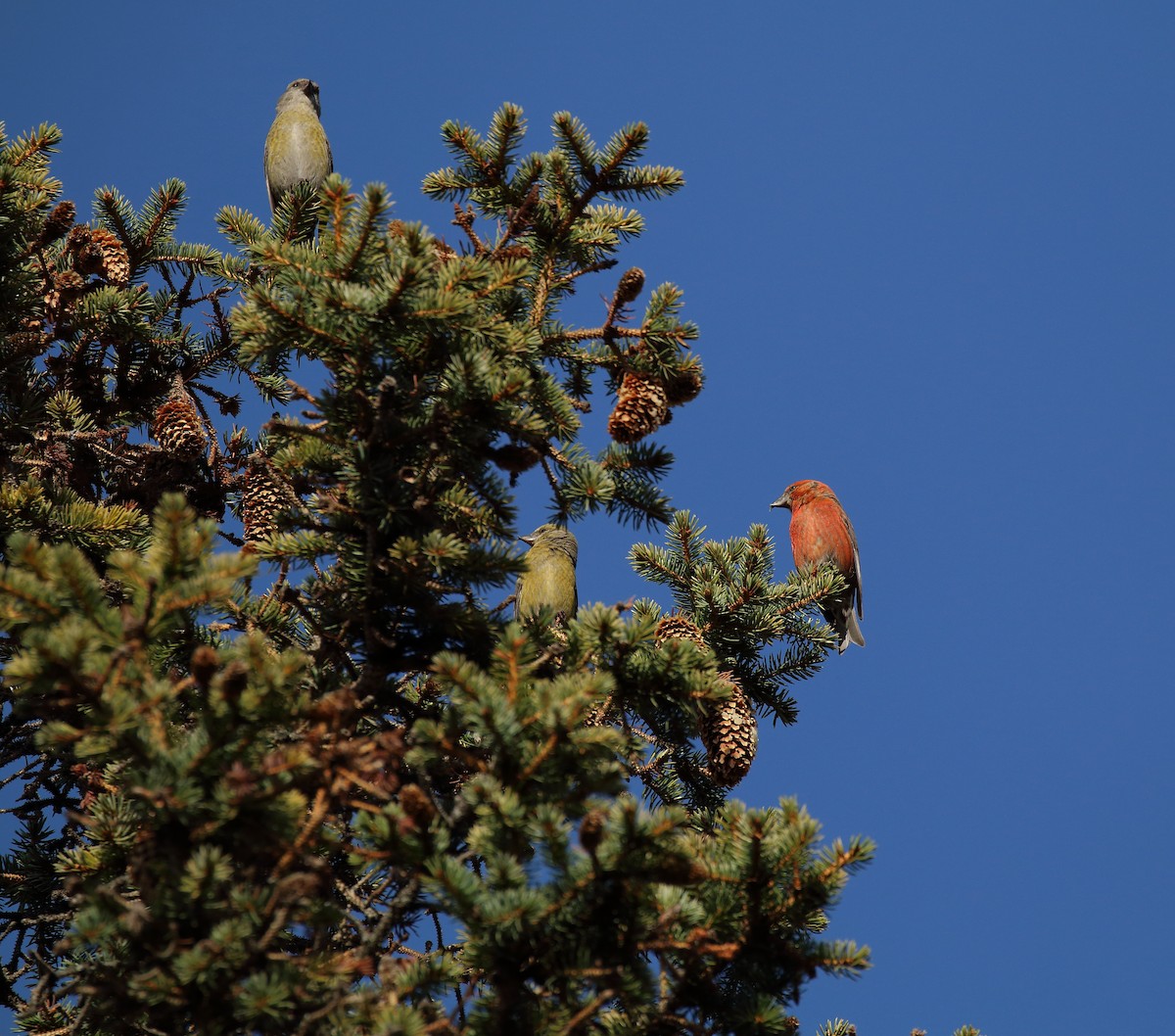křivka obecná - ML278174731