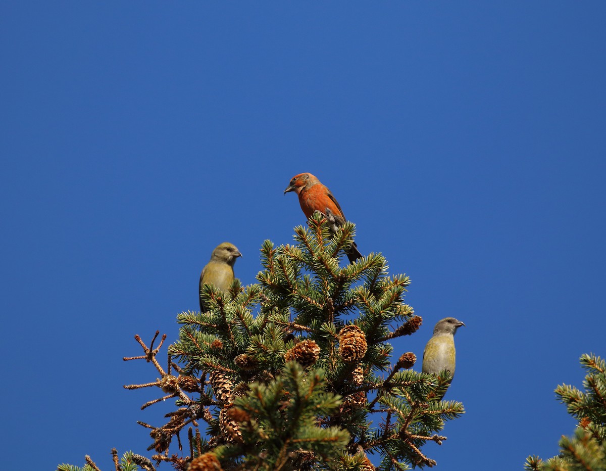 křivka obecná - ML278174771