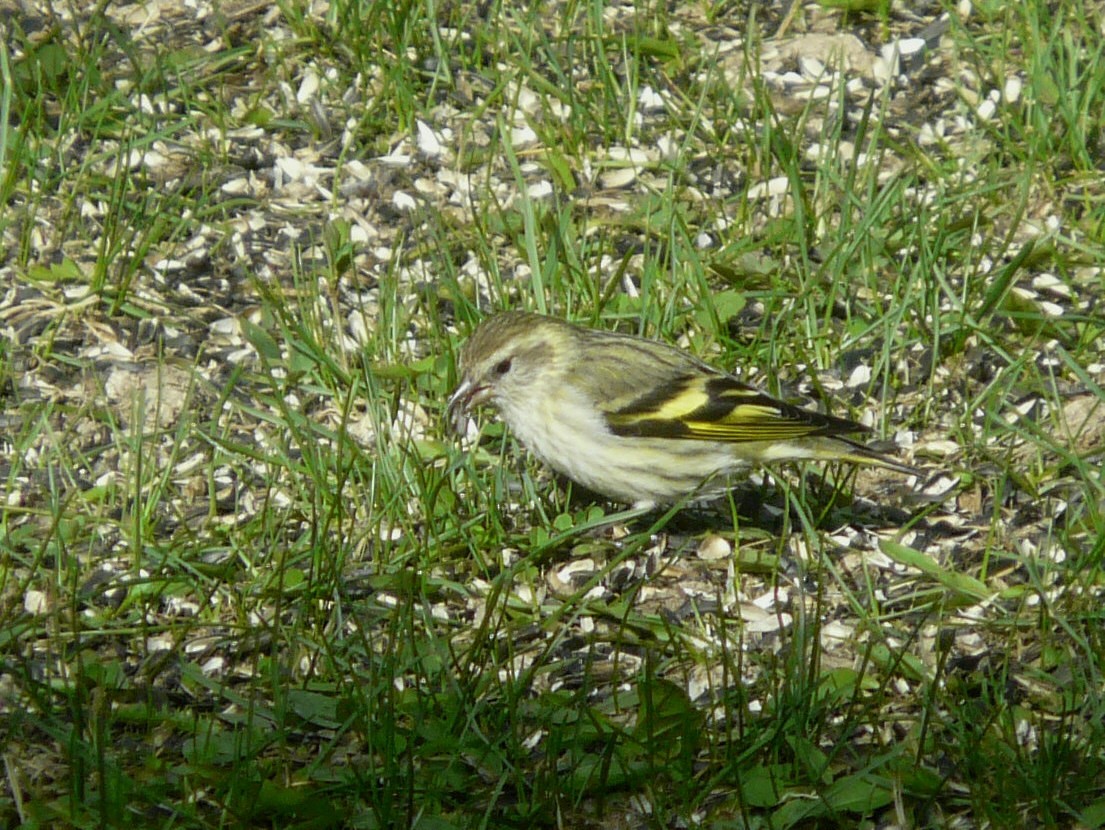 Pine Siskin (green morph) - ML27817521