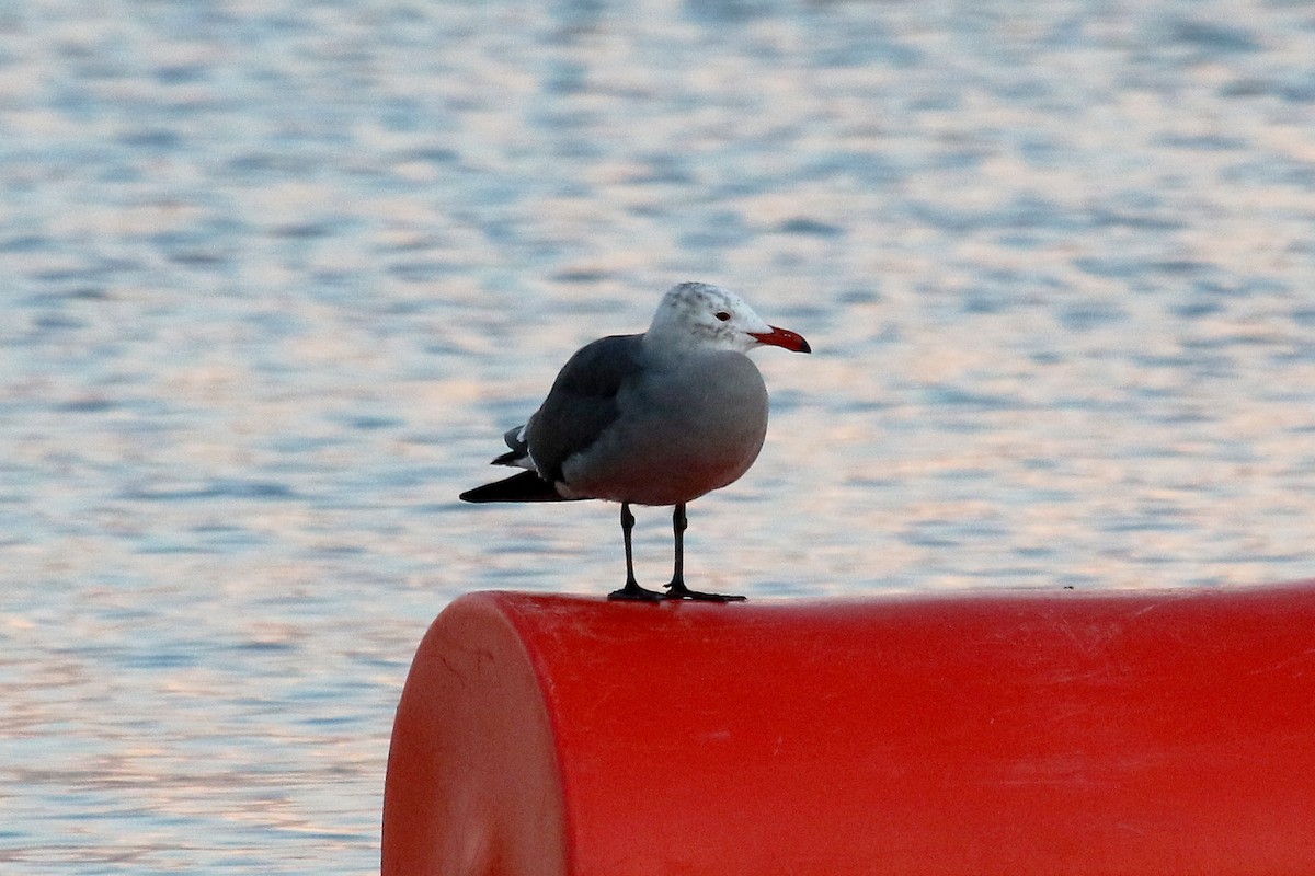 Heermann's Gull - ML278176721