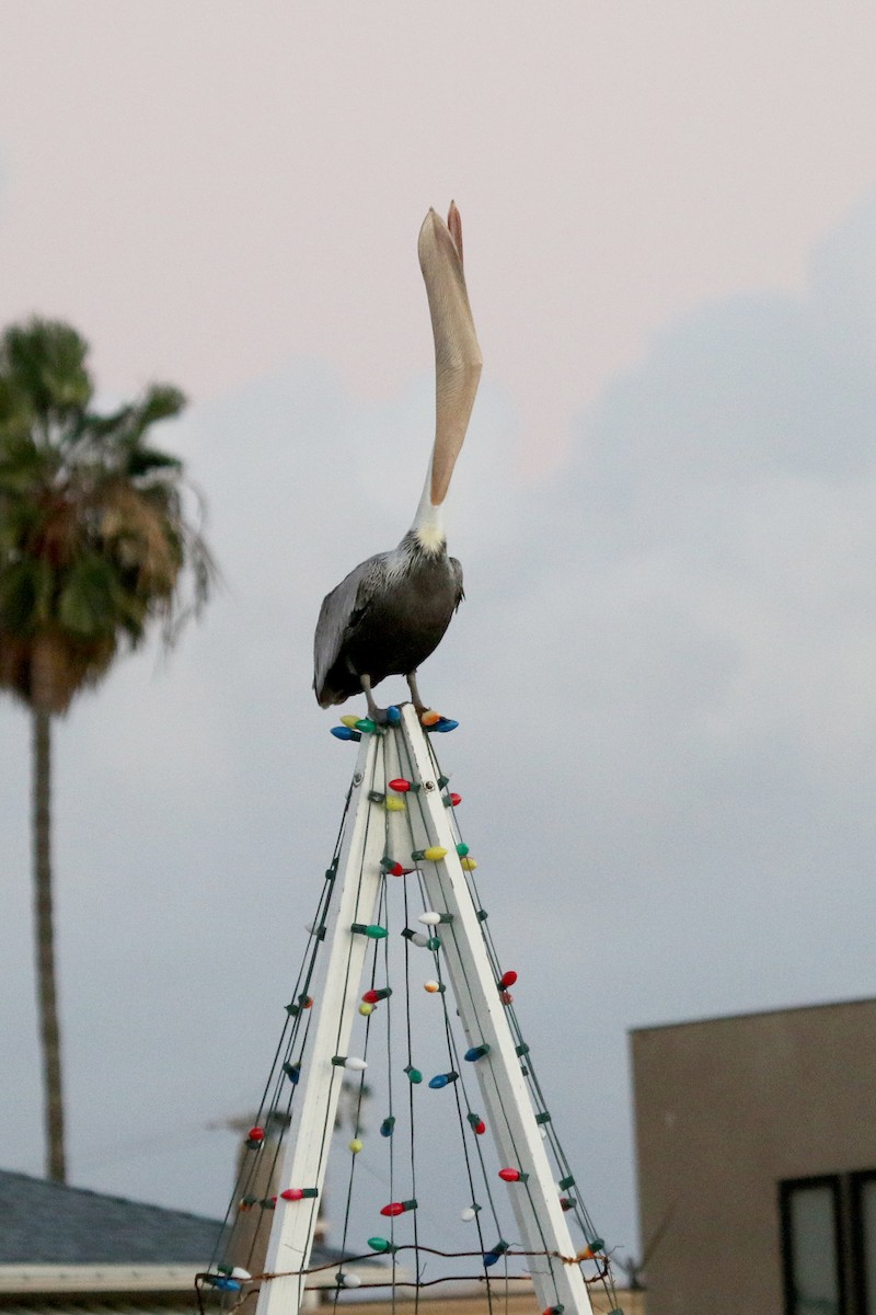 Brown Pelican - ML278177011