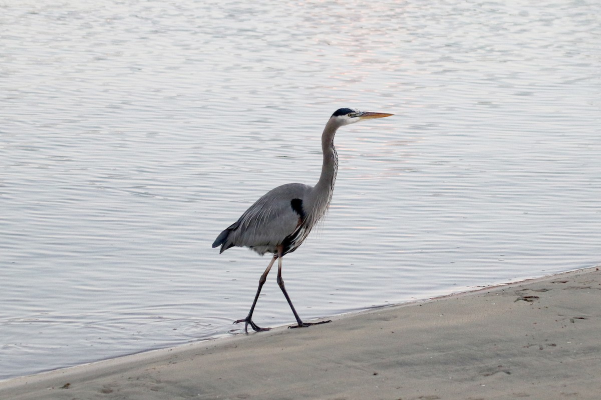 Great Blue Heron - Howard Freshman