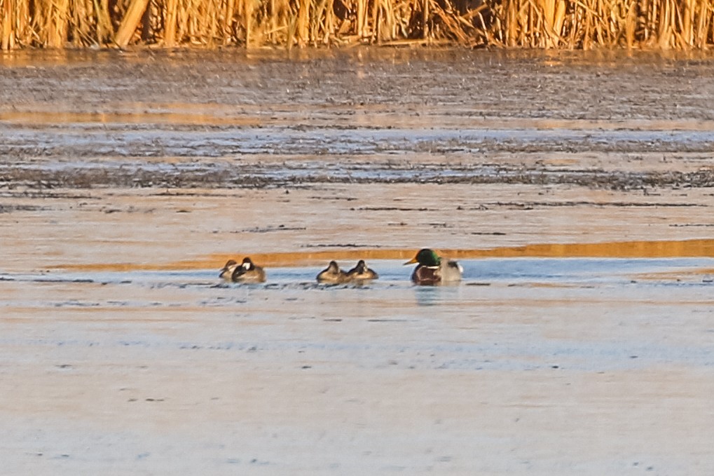 Greater Scaup - ML278181731