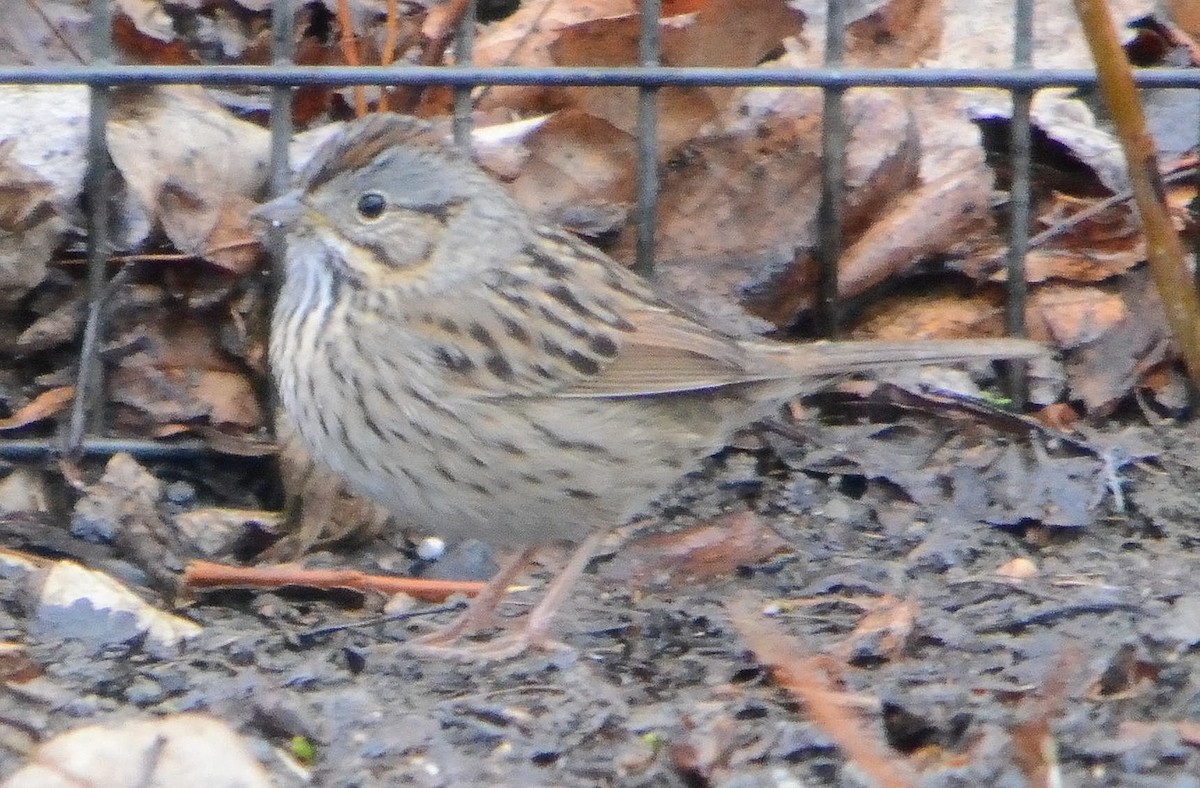 Lincoln's Sparrow - ML278182201