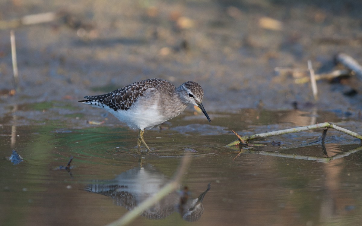 Wood Sandpiper - Thierry NOGARO