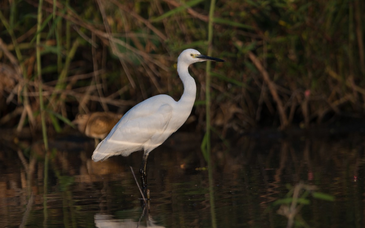 Little Egret - Thierry NOGARO