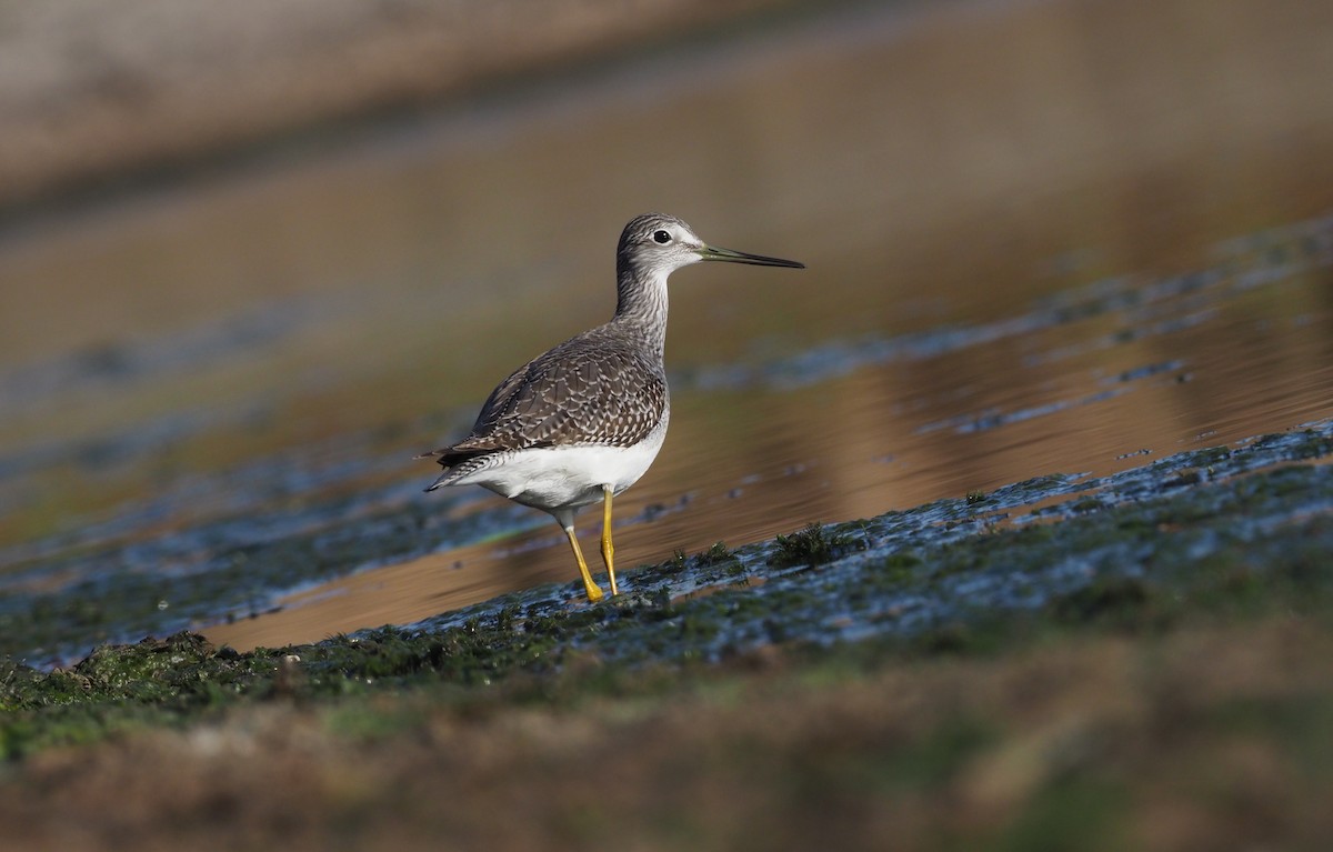 Kuliska hankahori handia - ML278182431