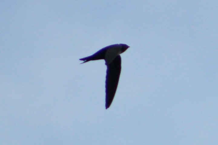 White-collared Swift - ML278182451