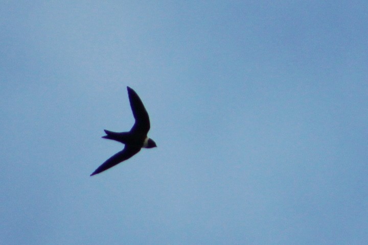 White-collared Swift - ML278182601