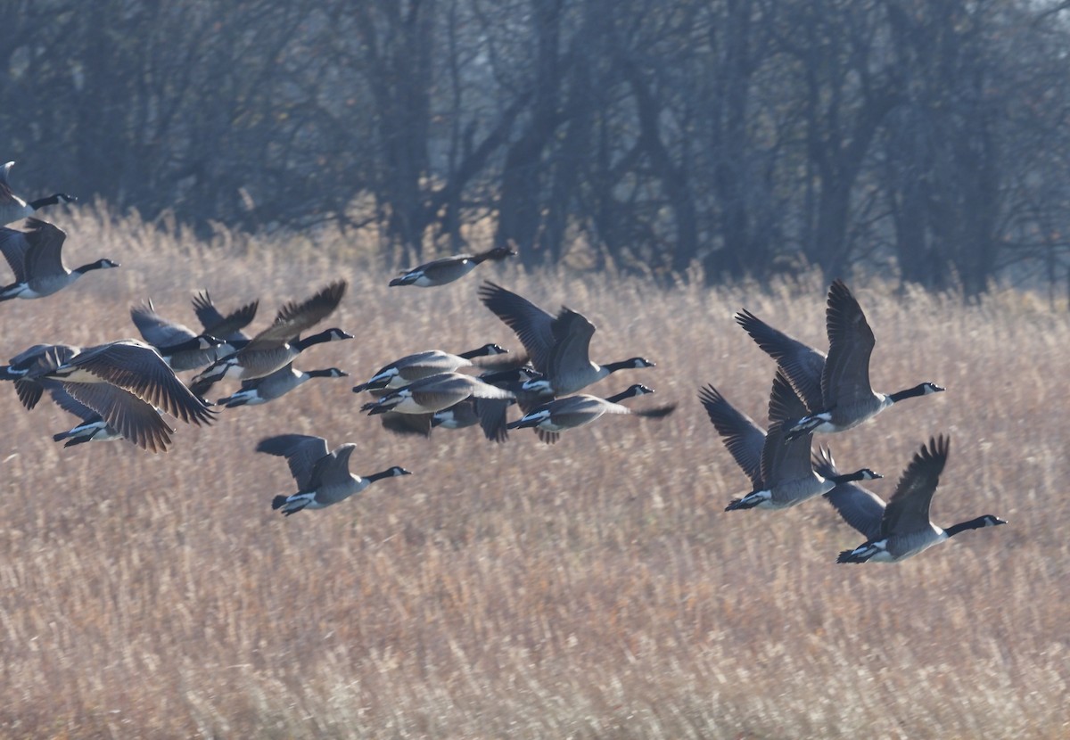 Branta kanadar handia - ML278182611