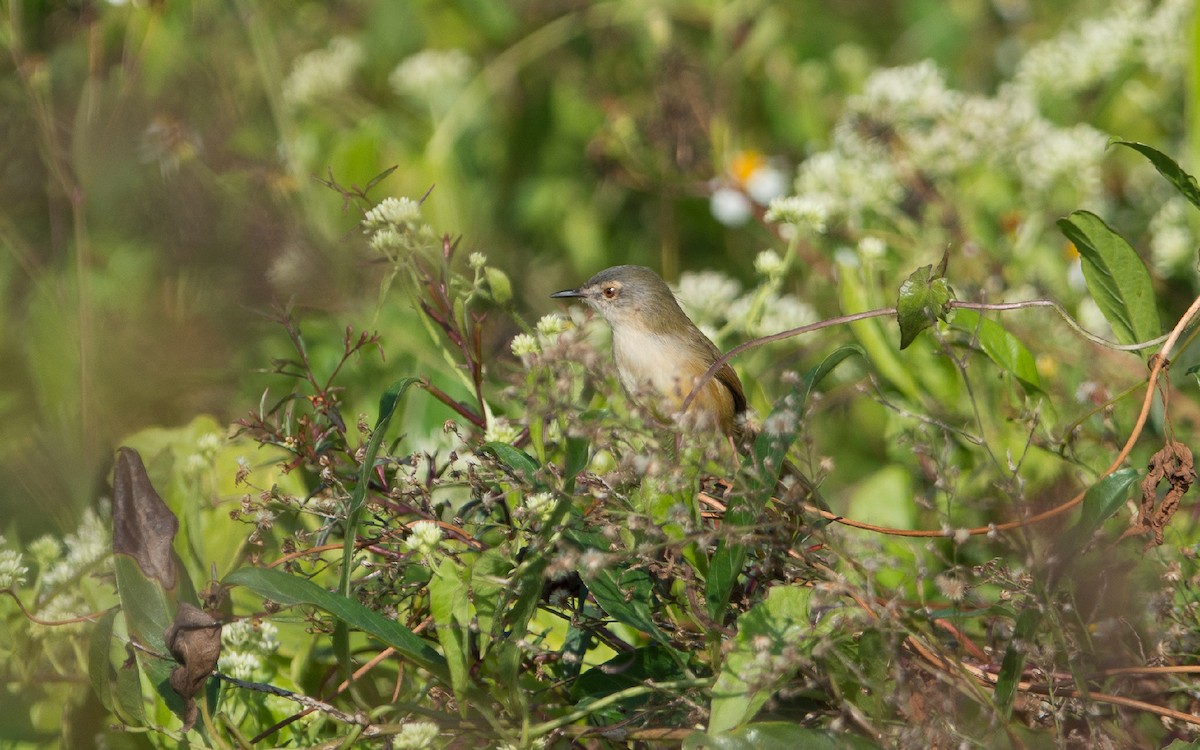 Yellow-bellied Prinia - ML278182661