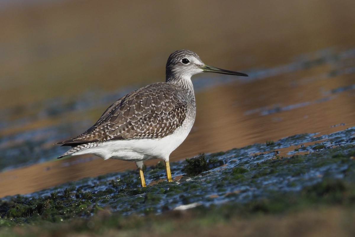 Kuliska hankahori handia - ML278182741